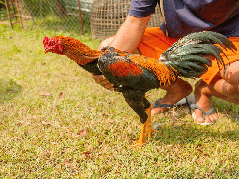 Cách Nuôi Gà Đá Chân Mạnh 2025 Bí Quyết Toàn Diện Từ Chuyên Gia Jun88