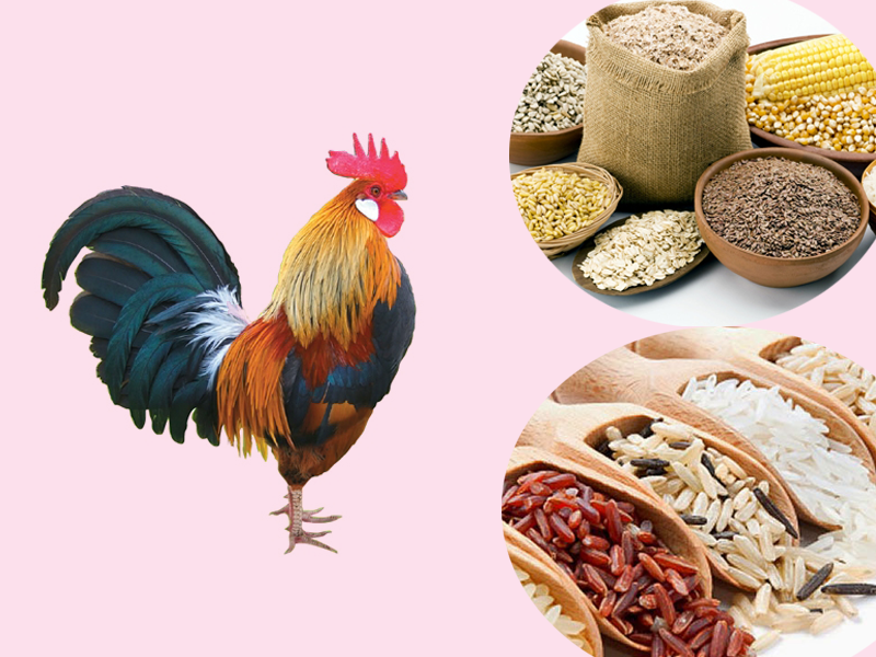 Cách Nuôi Gà Đá Chân Mạnh 2025 Bí Quyết Toàn Diện Từ Chuyên Gia Jun88